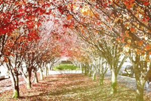 Autumn in Canberra
