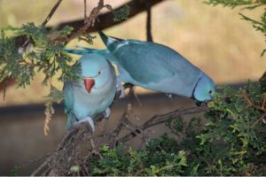 two blue birds on a branch